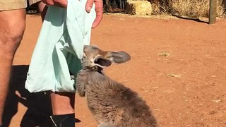This Young Kangaroo Loves Her Pouch! HD