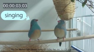 Hidden Bird 'Tap-Dancing' Behavior Revealed in Slow-Motion​ Footage