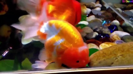 Cá vàng bơi - Nhạc thiếu nhi vui nhộn hay nhất