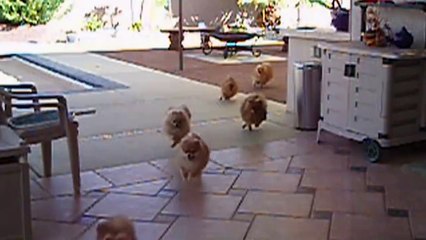 If animals did Black Friday