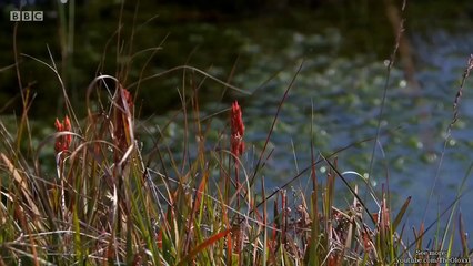 Escape to the Country [Series 15 Compilations: Episode 2]