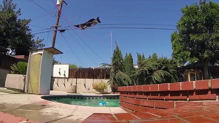 Home & Family - Extreme Dog Tricks with Omar Von Muller & Jumpy the Dog