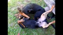 Rottweiler Puppies Playing With Kids - Funny Prank Compilation Video