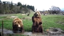 Дружелюбные медведи-скачать приколы