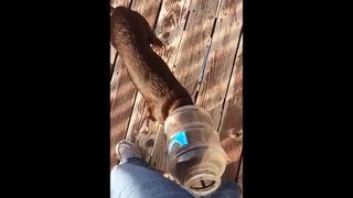 Dog With Head Stuck In Jar