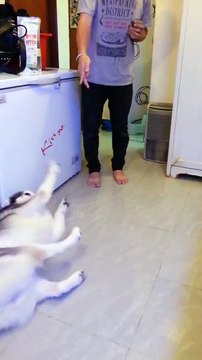 Chú chó Alaska giả chết siêu đáng yêu