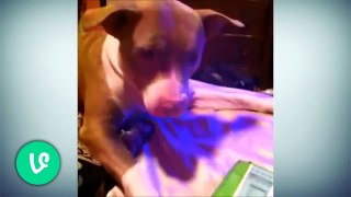 Best Vines Funny Pitbull Compilation [Must See] HD 2015