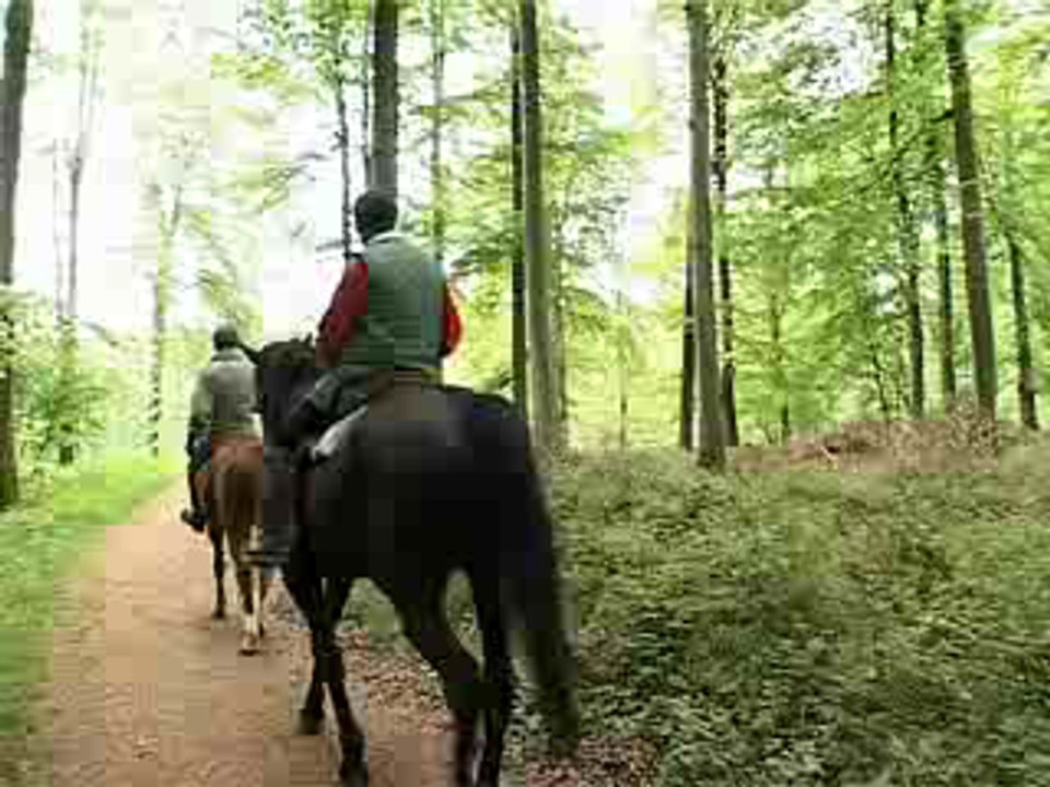 La forêt d'Eawy
