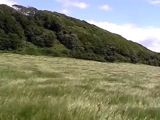 Grass blowing in the wind