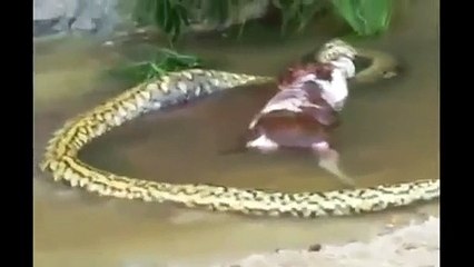Huge anaconda snake