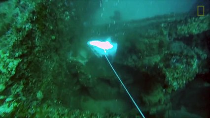 Des mérous trollent un chasseur sous-marin