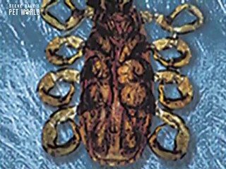 Steve Dale: Administering Flea & Tick Control Properly