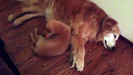 Puppy Golden Retriever Comforts Older Dog During Nightmare
