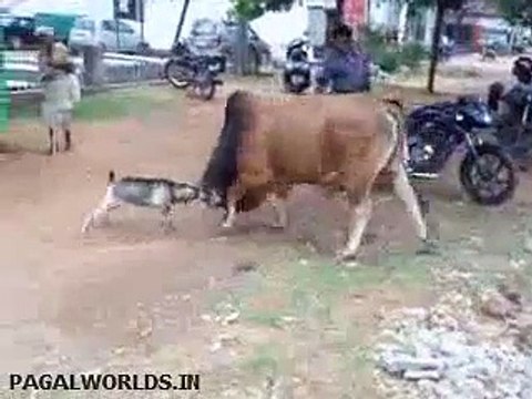 Goat vs Cow fighting