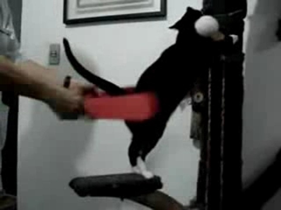 Comment masser sont chat