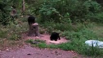 Bear Meets an Unfriendly Cat