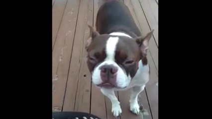 Boston Terrier Makes Funny Noises