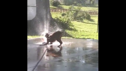 Boxer Plays with Sprinkler