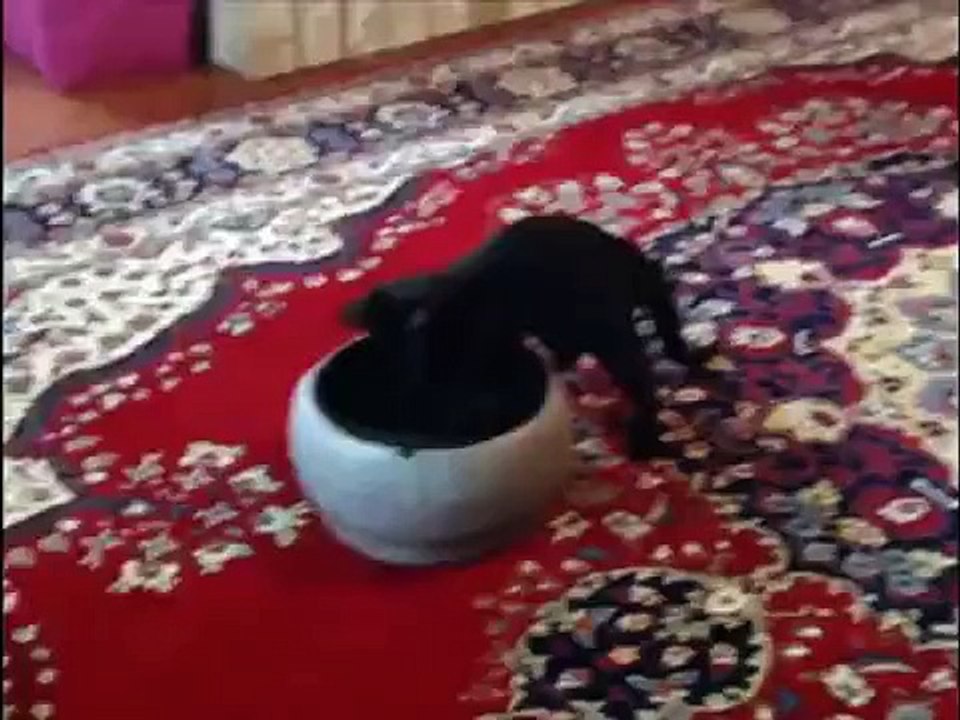 Black Cat Kitten Scared by Skeleton Hand