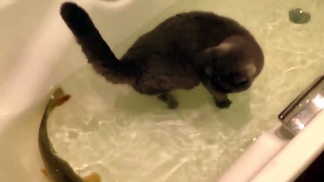 Кот играет с рыбой