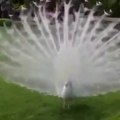 سبحان الله خلق فأبدع .. طاووس جميل