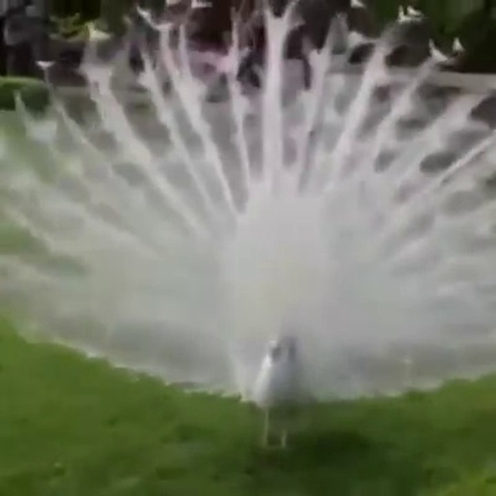 سبحان الله خلق فأبدع .. طاووس جميل