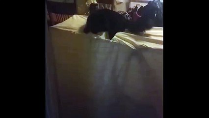 Cat Falls Through Sheet animalfun TV
