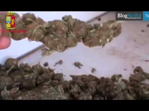 ASGJESOHET RRJETI I TRAFIKUT TE DROGES MES SHQIPERISE DHE ITALISE PRANGA POROSITESVE LAJMa