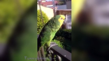 Funny Animals Vines - Best Animals Videos