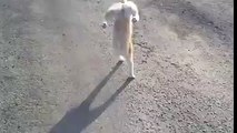 Cat Is Walking Amazingly. Must Watch And Enjoy