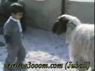 Angry Sheep---Funny videos