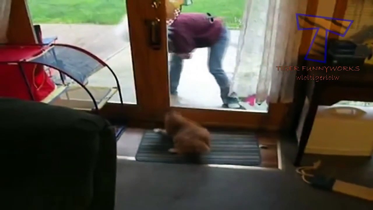 Funny Cat