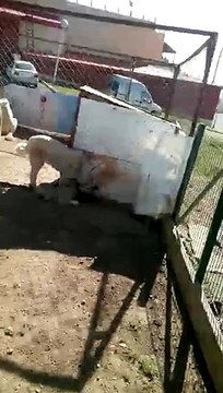 VID-20151126-WA0000.mp4