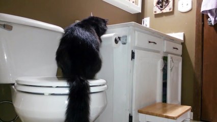 Cat Unrolls Toilet Paper