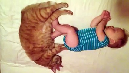 Cat Massages Sleeping Baby s Butt animalfun TV