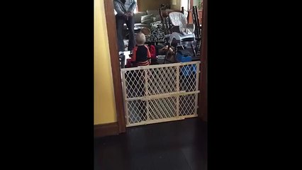 Cat Plays Fetch Over Baby Gate animalfun TV