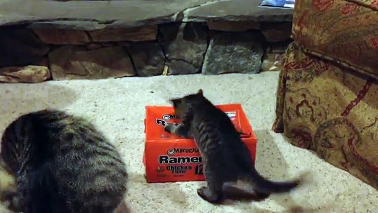 Curious Kittens Play In Ramen Box