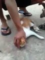 Cat trying to catch the Rat