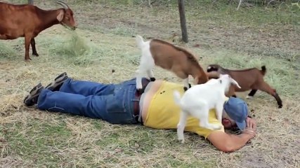 Massage de chèvres... Douloureux non?