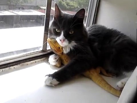 Puppet the cat can't get enough cuddles with Puff the bearded dragon.