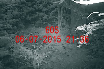 2 renardeaux d'âges différents au même endroit