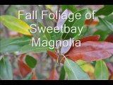 Tips on Moonglow Magnolias   Mike at HH Farm  in Bucks County Pa