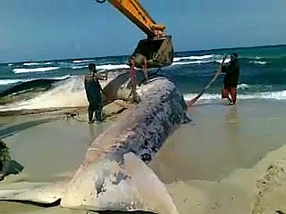 OMG!!! Biggest Whale found at the bank of Sea