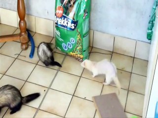 rencontre entre toutes la toupes et Mouf et Godzilla