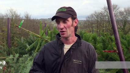 Noël: la Bretagne, eldorado méconnu des sapins nordmann