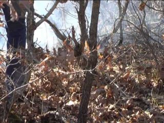 SHKRUMBOHEN 5 HA PYJE DUSHKU NE PERIFERI TE QYTETIT TE BURRELIT NGA ZJARRI LAJM