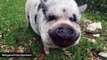 Runaway Pet Pig Refuses Capture, Sends Police On A Chase