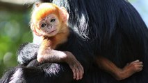Extremely Rare Bright Orange Monkey Born At Taronga Zoo