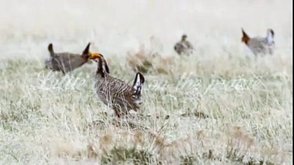 The last dance of the prairie chicken