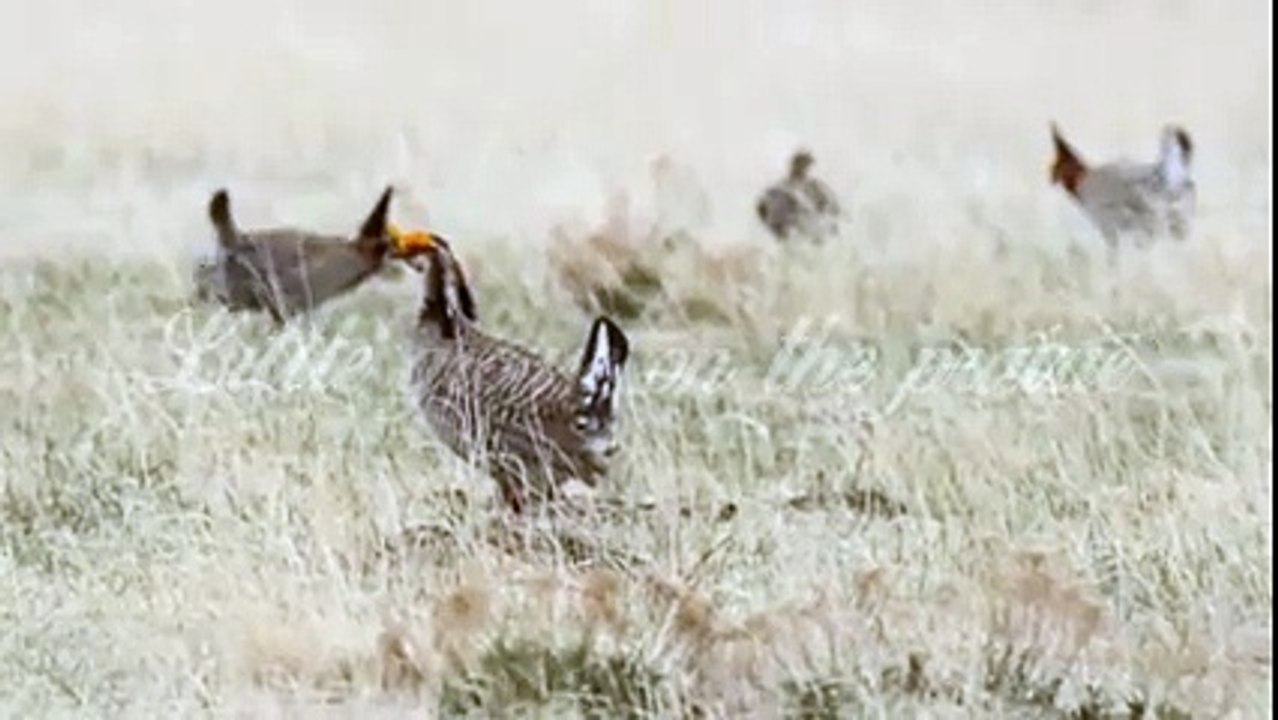 The last dance of the prairie chicken